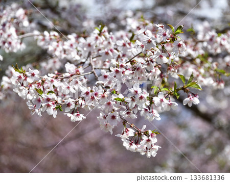 Cherry blossoms in Kiyosato, Hokkaido 133681336