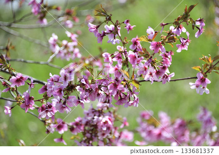 Cherry blossoms in Kiyosato, Hokkaido 133681337