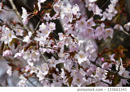 北海道清裡的櫻花 133681341