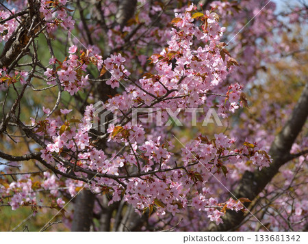 Cherry blossoms in Kiyosato, Hokkaido Cherry blossoms in Kiyosato, Hokkaido 133681342