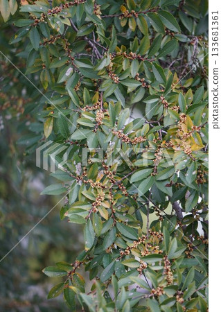 Autumn elm buds, October 2025 Autumn elm buds, October 2025 133681361