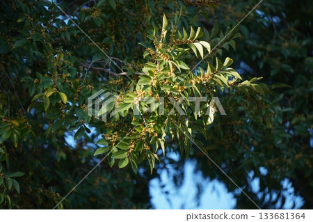 Autumn elm buds, October 2025 133681364
