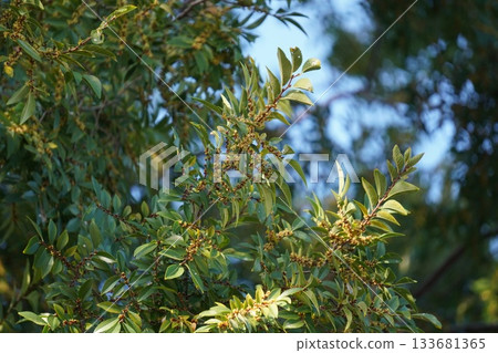 Autumn elm buds, October 2025 Autumn elm buds, October 2025 133681365