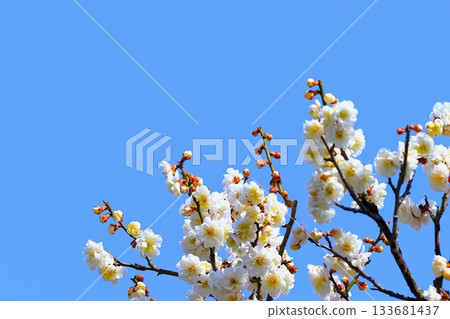 White plum blossoms shining against the clear blue sky White plum blossoms shining against the clear blue sky 133681437