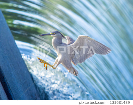 Flapping wings Flapping wings 133681489