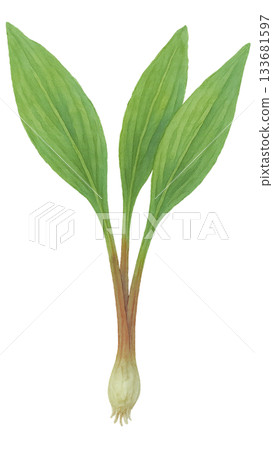 阿伊努韭菜（水彩插圖，透明背景）和野蒜 133681597