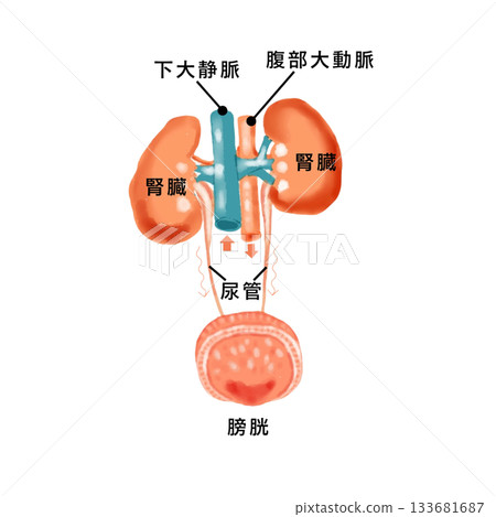 Diagram of the kidney and bladder structure. Anatomical illustration of the urinary tract. For medical and nursing education. Diagram of the kidney and bladder structure. Anatomical illustration of the urinary tract. For medical and nursing education. 133681687