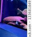 魚在水族館裡游泳 133681849