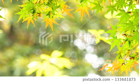 Autumn leaves fall 11 to 12 Autumn leaves fall 11 to 12 133681873