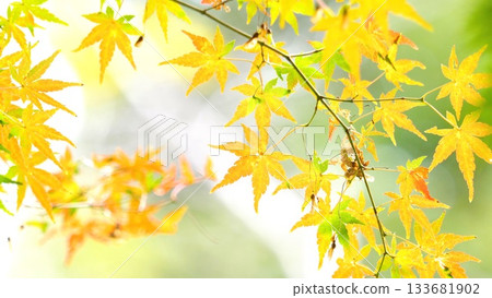 秋葉落在11至12日 133681902