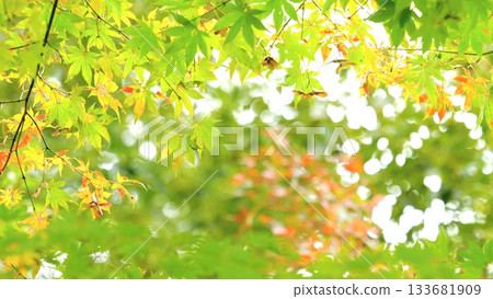 Autumn leaves fall 11 to 12 133681909