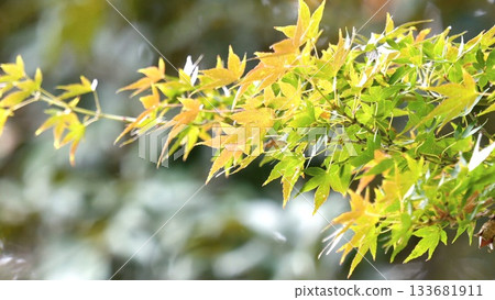 Autumn leaves fall 11 to 12 Autumn leaves fall 11 to 12 133681911