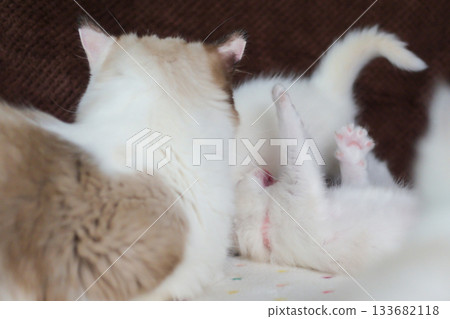 A mother Ragdoll cat is looking after her newborn, 1 month old, kittens. 133682118