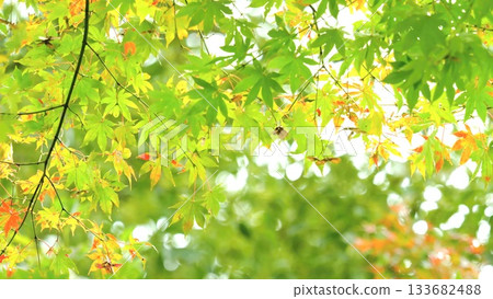 秋葉落在11至12日 133682488