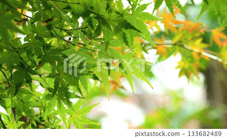 秋葉落在11至12日 133682489