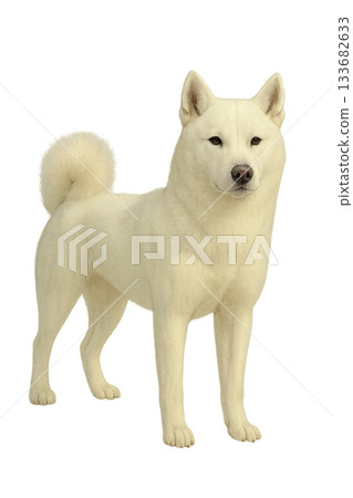 Realistic illustration of a white Hokkaido dog (transparent background) 133682633