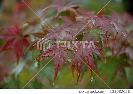 Momiji leaf Maple leaves beginning to turn red in the autumn rain (telephoto macro, close-up) Momiji leaf Maple leaves beginning to turn red in the autumn rain (telephoto macro, close-up) 133682638