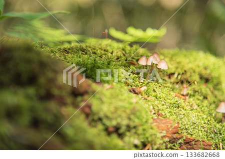 水滴落在苔蘚花園上 133682668