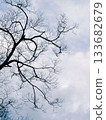 冬天的天空和光禿禿的樹枝 133682679