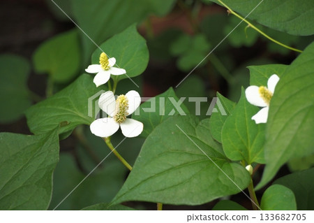 White dokudami flowers White dokudami flowers 133682705