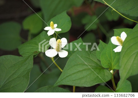 White dokudami flowers 133682706