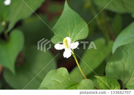 White dokudami flowers 133682707