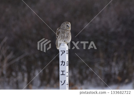 Ezo Owl 133682722