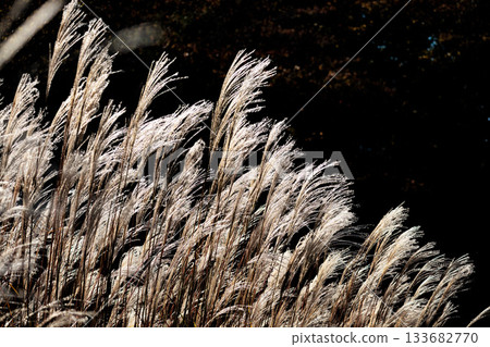 秋風中，金銀草隨風搖曳。 133682770