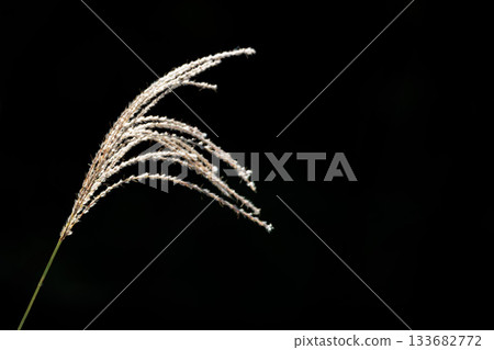 秋風中,金銀草隨風搖曳。 秋風中,金銀草隨風搖曳。 133682772