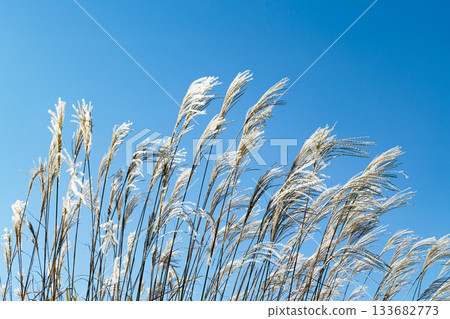 Golden silver grass swaying in the autumn breeze 133682773
