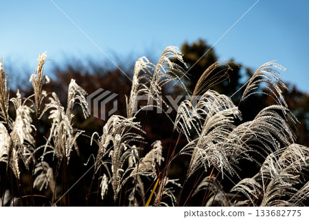 秋風中，金銀草隨風搖曳。 133682775