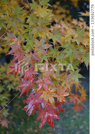 Momiji leaf Maple leaves beginning to turn red in the autumn rain (telephoto macro, close-up) 133682776