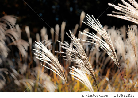 Golden silver grass swaying in the autumn breeze 133682833