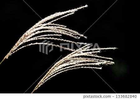 Golden silver grass swaying in the autumn breeze 133682840