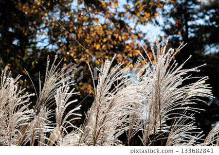 Golden silver grass swaying in the autumn breeze Golden silver grass swaying in the autumn breeze 133682841
