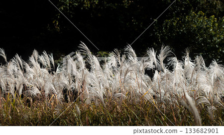 Golden silver grass swaying in the autumn breeze 133682901
