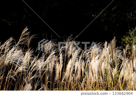 Golden silver grass swaying in the autumn breeze Golden silver grass swaying in the autumn breeze 133682904