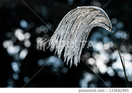 Golden silver grass swaying in the autumn breeze Golden silver grass swaying in the autumn breeze 133682905