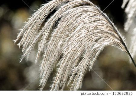 Golden silver grass swaying in the autumn breeze 133682955