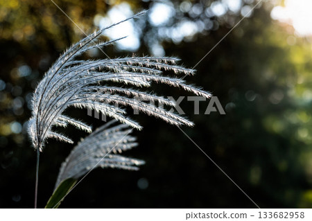Golden silver grass swaying in the autumn breeze Golden silver grass swaying in the autumn breeze 133682958