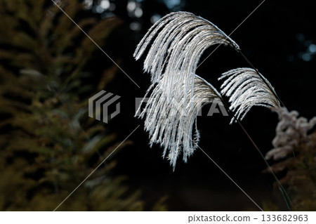 Golden silver grass swaying in the autumn breeze Golden silver grass swaying in the autumn breeze 133682963