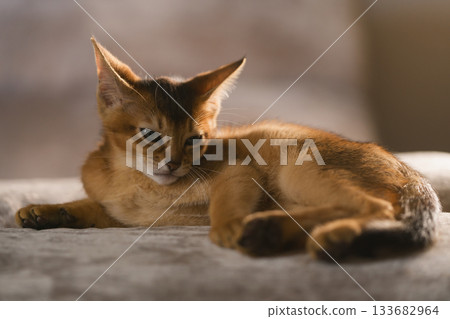 cute abyssinian kitten relaxing on couch cute abyssinian kitten relaxing on couch 133682964