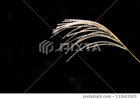 秋風中，金銀草隨風搖曳。 133683003