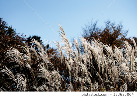 Golden silver grass swaying in the autumn breeze Golden silver grass swaying in the autumn breeze 133683004