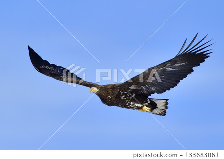 White-tailed rooster 133683061