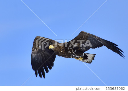 White-tailed rooster 133683062