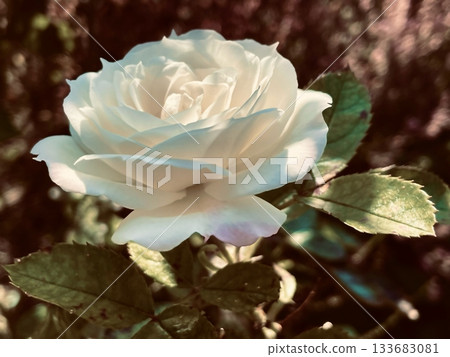 Roses blooming in autumn (nostalgic photos of roses) Roses blooming in autumn (nostalgic photos of roses) 133683081