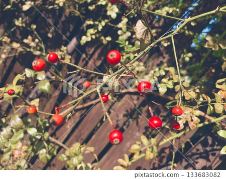 一根掛著紅色漿果的植物枝條倚靠在木柵欄上——庫存照片 133683082