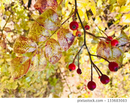 秋日的特寫鏡頭,黃葉紅果在明媚的陽光下閃閃發光。 秋日的特寫鏡頭,黃葉紅果在明媚的陽光下閃閃發光。 133683083