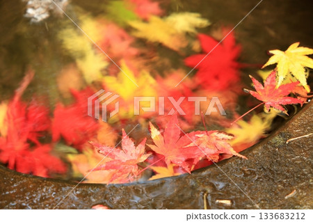 Leaves of fallen maple leaves 133683212